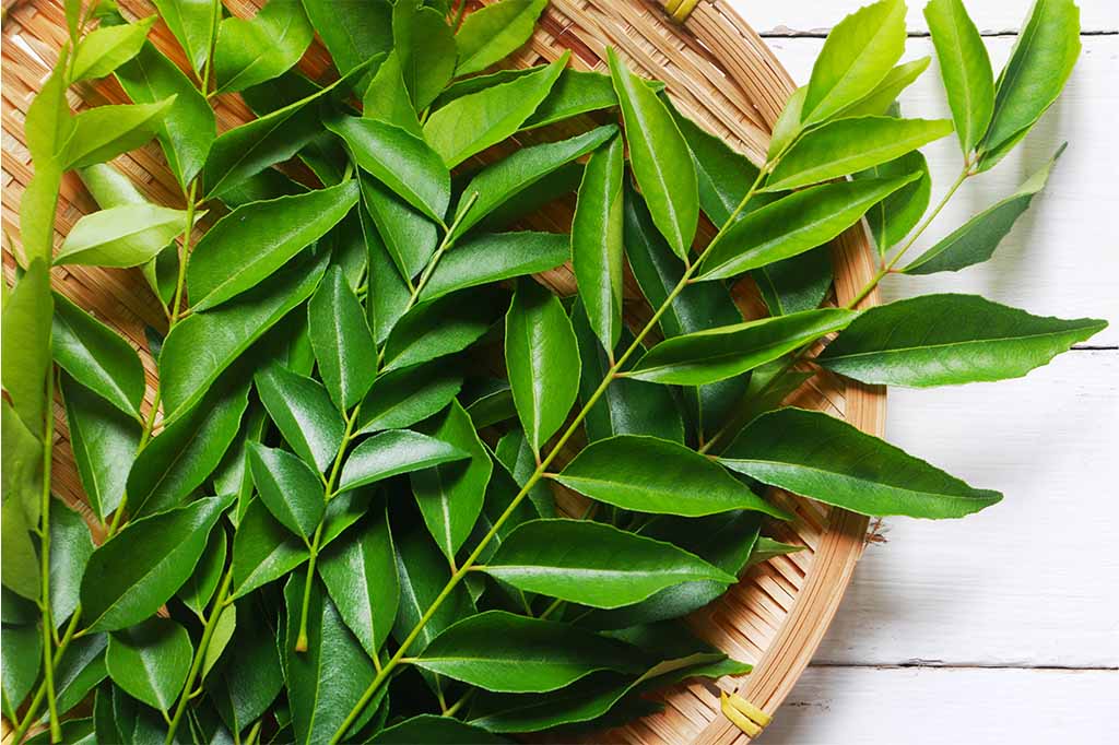 Health Benefits of Curry Leaves